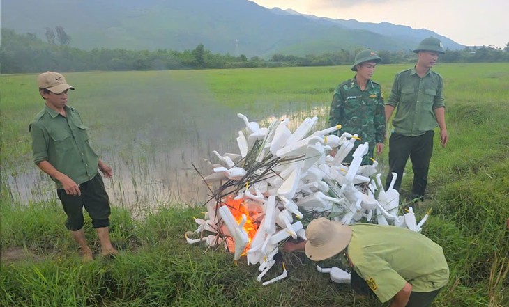 Clip mãn nhãn khoảnh khắc đàn cò trắng bay lượn rợp đồng ruộng ở Huế- Ảnh 5.