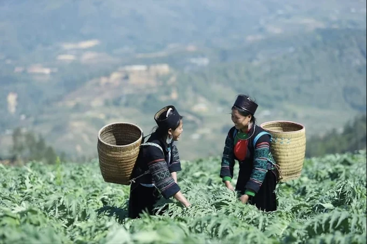 Bảo tồn nguồn gen mở hướng phát triển dược liệu bền vững - Ảnh 1.