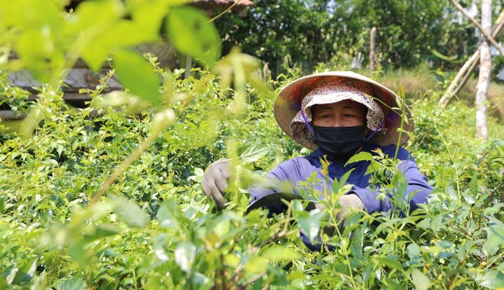 Chuẩn GACP-WHO: Bước tiến nâng giá trị dược liệu Việt - Ảnh 1.
