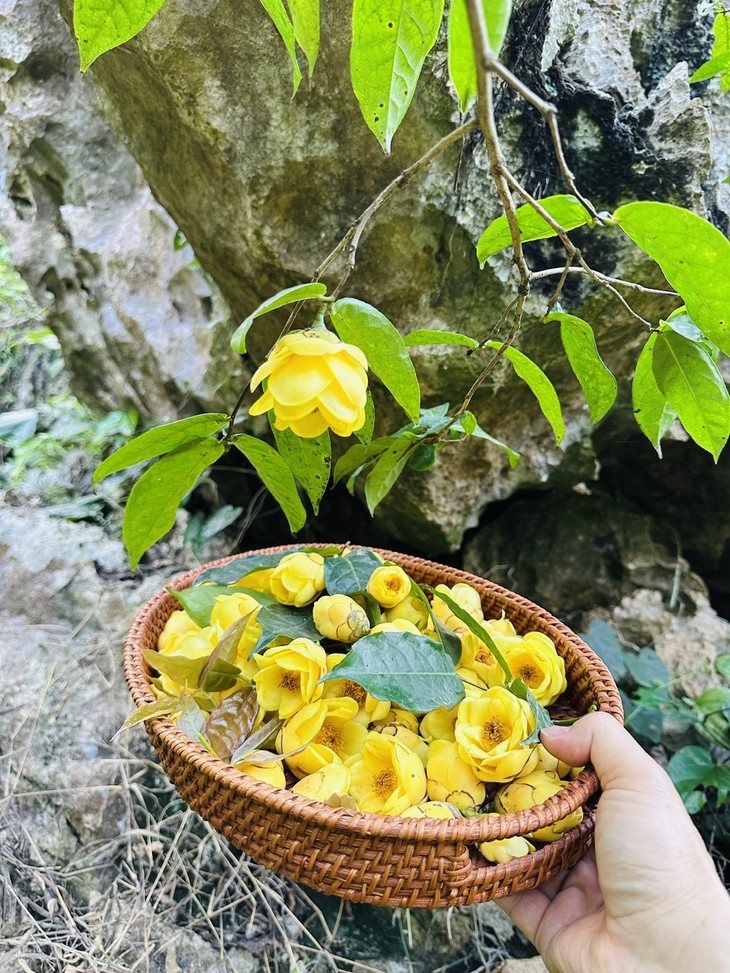Trà hoa vàng từ bảo tồn nguồn gen đến phát triển vùng dược liệu - Ảnh 1.