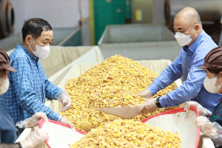 Trà hoa vàng từ bảo tồn nguồn gen đến phát triển vùng dược liệu - Ảnh 2.