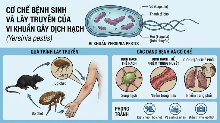 Dịch hạch nguy hiểm thế nào, những ai cần tiêm vaccine? - Ảnh 1.