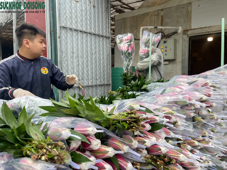 Cận Tết ở làng hoa Tây Tựu: Đơn hàng gấp 3-4 lần, người làm không kịp nghỉ- Ảnh 4.