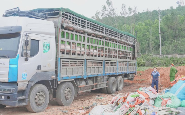 Hơn 4,4 tỷ đồng hỗ trợ người dân bị thiệt hại do dịch tả lợn châu Phi- Ảnh 3.