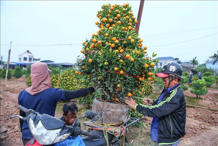 Thị trường hoa, cây cảnh Tết: Nơi trầm lắng, nơi cháy hàng- Ảnh 3.