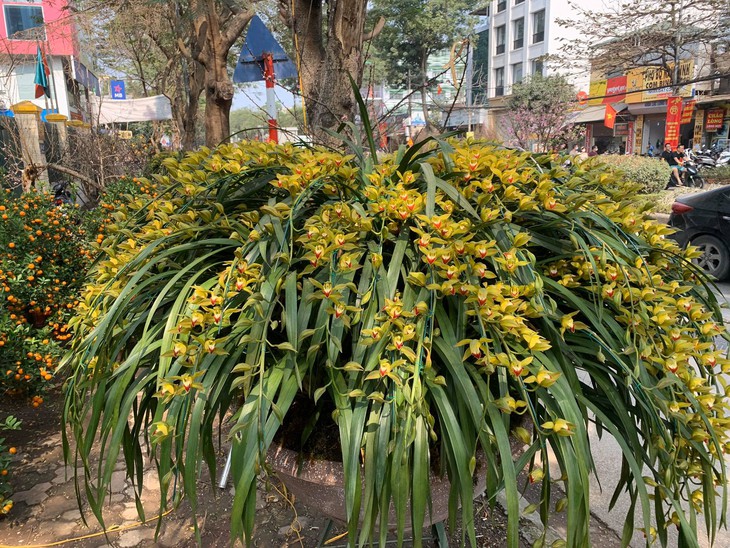 Những điều bí ẩn ít biết về loài hoa lan được mệnh danh 'giấc mộng vua Trần'- Ảnh 1.