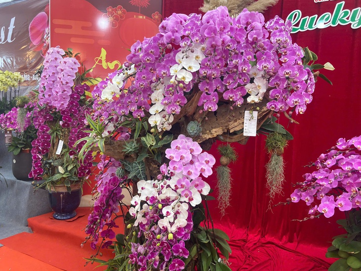 Lan Hồ Điệp Tết 2026: Giá leo thang những ngày cận kề năm mới- Ảnh 3. Lan Hồ Điệp Tết 2026: Giá leo thang những ngày cận kề năm mới- Ảnh 3.