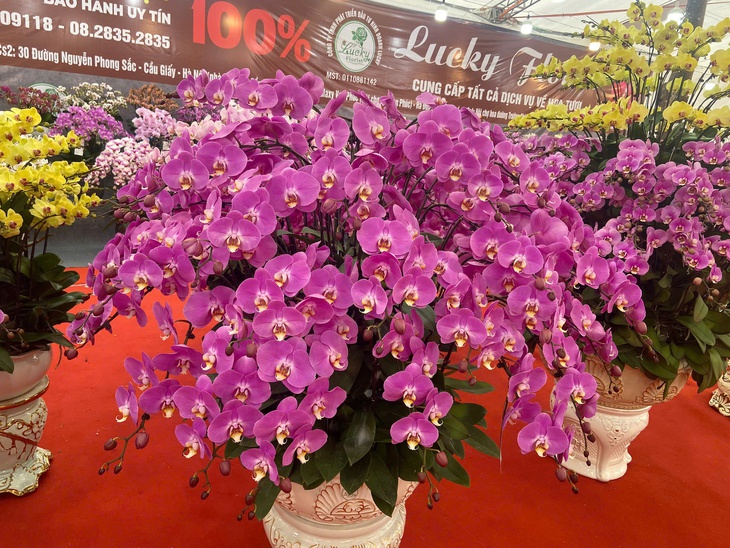 Lan Hồ Điệp Tết 2026: Giá leo thang những ngày cận kề năm mới- Ảnh 2. Lan Hồ Điệp Tết 2026: Giá leo thang những ngày cận kề năm mới- Ảnh 2.