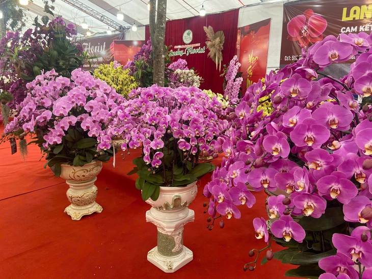 Lan Hồ Điệp Tết 2026: Giá leo thang những ngày cận kề năm mới- Ảnh 1. Lan Hồ Điệp Tết 2026: Giá leo thang những ngày cận kề năm mới- Ảnh 1.