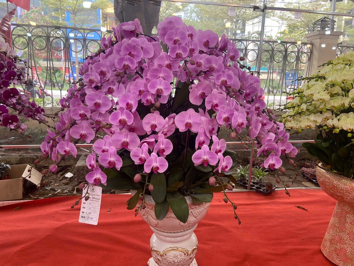 Lan Hồ Điệp Tết 2026: Giá leo thang những ngày cận kề năm mới- Ảnh 9. Lan Hồ Điệp Tết 2026: Giá leo thang những ngày cận kề năm mới- Ảnh 9.