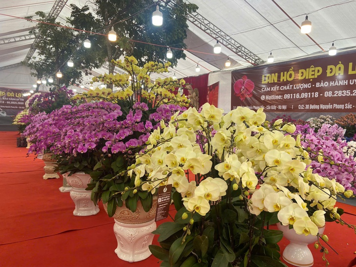 Lan Hồ Điệp Tết 2026: Giá leo thang những ngày cận kề năm mới- Ảnh 6. Lan Hồ Điệp Tết 2026: Giá leo thang những ngày cận kề năm mới- Ảnh 6.