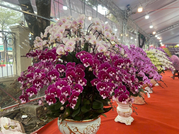 Lan Hồ Điệp Tết 2026: Giá leo thang những ngày cận kề năm mới- Ảnh 8. Lan Hồ Điệp Tết 2026: Giá leo thang những ngày cận kề năm mới- Ảnh 8.