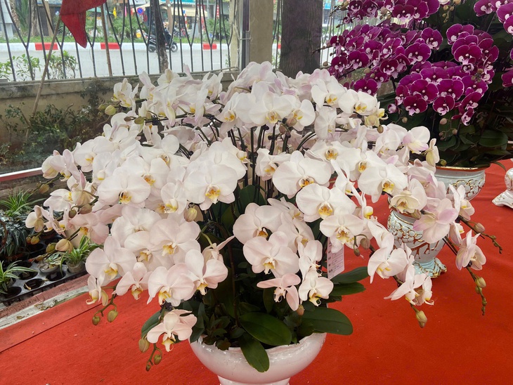 Lan Hồ Điệp Tết 2026: Giá leo thang những ngày cận kề năm mới- Ảnh 7. Lan Hồ Điệp Tết 2026: Giá leo thang những ngày cận kề năm mới- Ảnh 7.