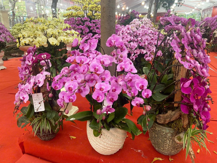 Lan Hồ Điệp Tết 2026: Giá leo thang những ngày cận kề năm mới- Ảnh 4. Lan Hồ Điệp Tết 2026: Giá leo thang những ngày cận kề năm mới- Ảnh 4.