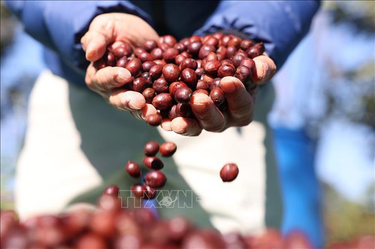 Giá gạo Ấn Độ và Thái Lan ít biến động trước thềm Tết Nguyên đán- Ảnh 3. Giá gạo Ấn Độ và Thái Lan ít biến động trước thềm Tết Nguyên đán- Ảnh 3.