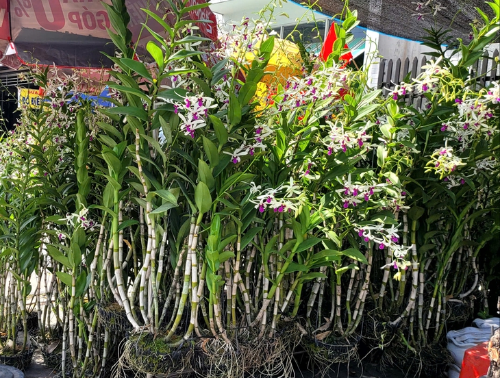 Người dân TPHCM nô nức trang hoàng nhà cửa, tất bật sắm mai, đào đón Tết- Ảnh 5. Người dân TPHCM nô nức trang hoàng nhà cửa, tất bật sắm mai, đào đón Tết- Ảnh 5.