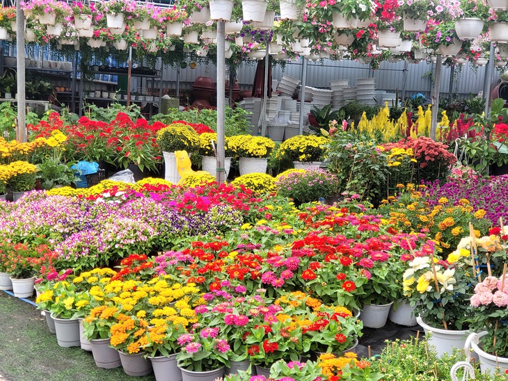 Người dân TPHCM nô nức trang hoàng nhà cửa, tất bật sắm mai, đào đón Tết- Ảnh 2. Người dân TPHCM nô nức trang hoàng nhà cửa, tất bật sắm mai, đào đón Tết- Ảnh 2.