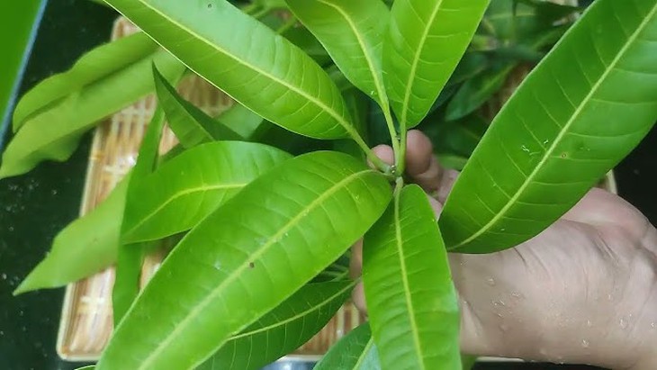 Loại lá quen thuộc hỗ trợ ổn định đường huyết- Ảnh 1. Loại lá quen thuộc hỗ trợ ổn định đường huyết- Ảnh 1.