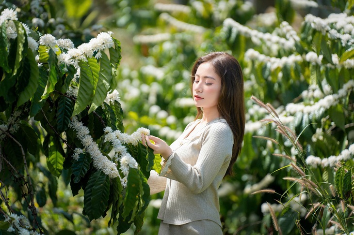 Mê mẩn mùa hoa cà phê ở Tây Nguyên- Ảnh 6.