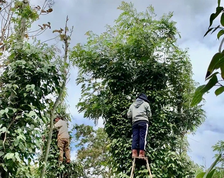 Bác sĩ cảnh báo tai nạn lao động mùa thu hoạch ‘vàng đen’- Ảnh 2.