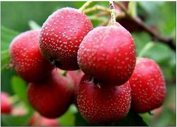 Xử trí rối loạn tiêu hóa sau Tết bằng Y học cổ truyền- Ảnh 1.