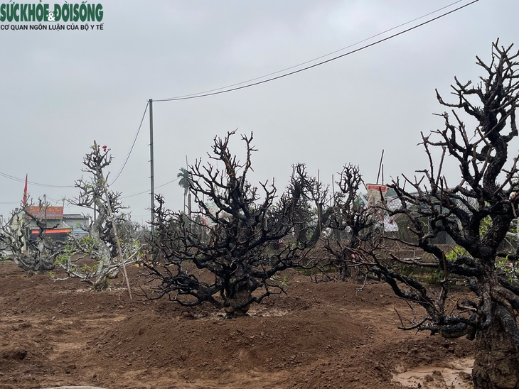 Người trồng đào Nhật Tân 'đội mưa' hồi sinh vườn cây sau Tết- Ảnh 7.