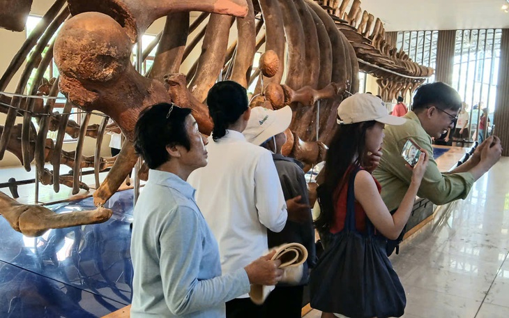 Nườm nượp người đi xem bộ xương động vật quý hiếm khổng lồ ở Khánh Hòa