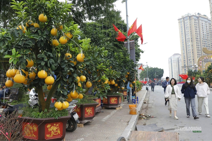 Bưởi vàng xuống phố, báo hiệu mùa Tết đã rất gần- Ảnh 1.