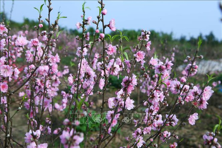 Đào nở sớm, người trồng đối mặt nguy cơ 'thất thu' dịp Tết- Ảnh 1.