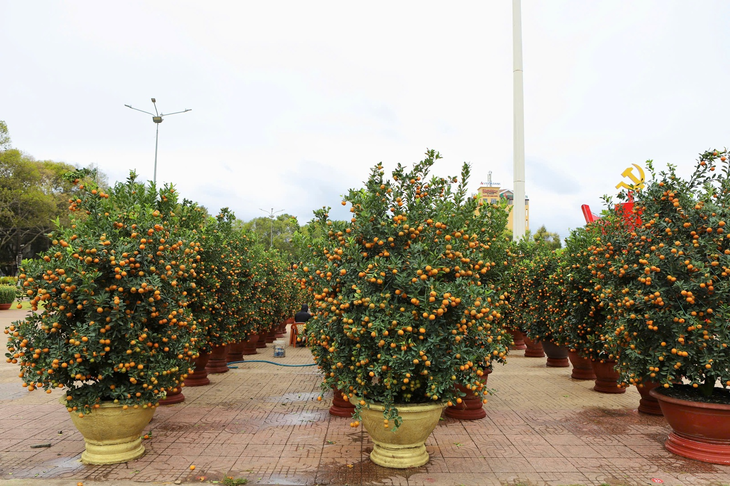 Hoa Tết 'xuống phố', Đắk Lắk ngập tràn sắc xuân- Ảnh 10.