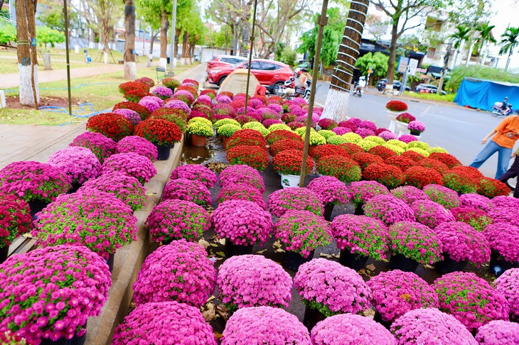 Hoa Tết 'xuống phố', Đắk Lắk ngập tràn sắc xuân- Ảnh 3.