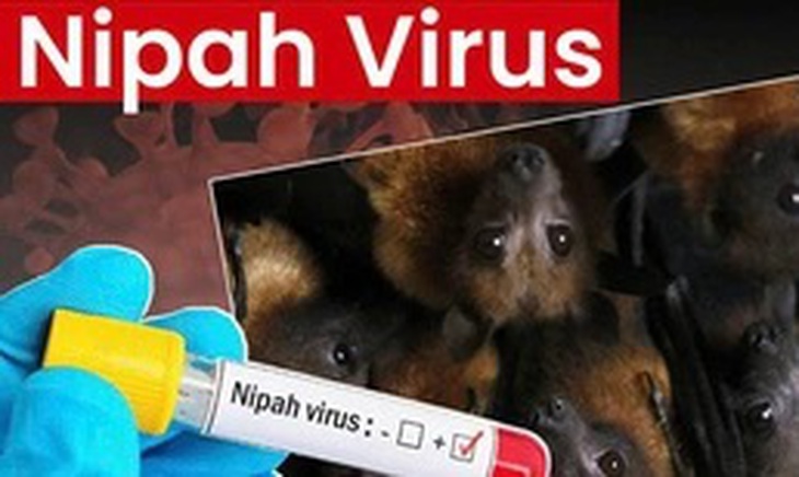 Bộ Y tế hướng dẫn chẩn đoán và điều trị bệnh truyền nhiễm do virus Nipah- Ảnh 1. Bộ Y tế hướng dẫn chẩn đoán và điều trị bệnh truyền nhiễm do virus Nipah- Ảnh 1.