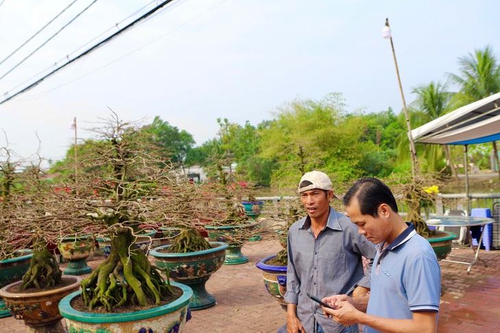 Cận cảnh cây mai được giới chơi hoa định giá hơn 650 triệu- Ảnh 2.