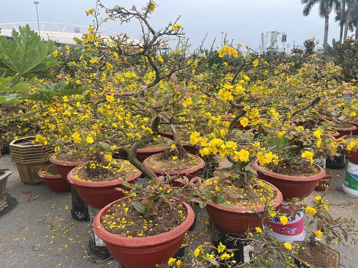 Đào quất xuống phố sớm, chợ Tết vẫn chưa đông- Ảnh 7.