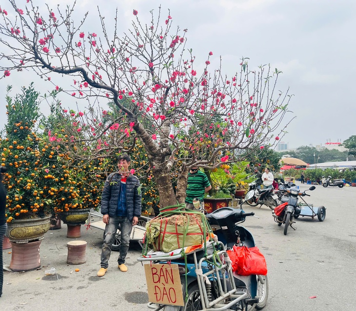 Đào quất xuống phố sớm, chợ Tết vẫn chưa đông- Ảnh 1.