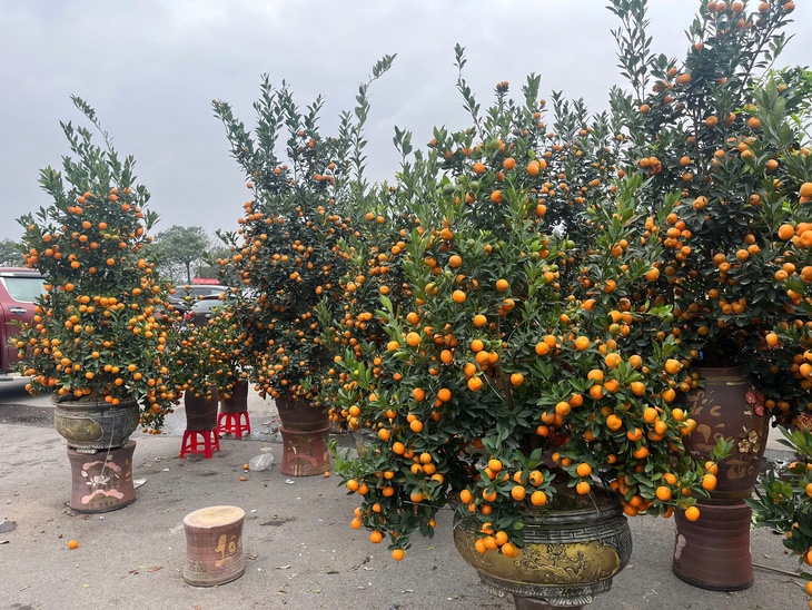 Đào quất xuống phố sớm, chợ Tết vẫn chưa đông- Ảnh 4.