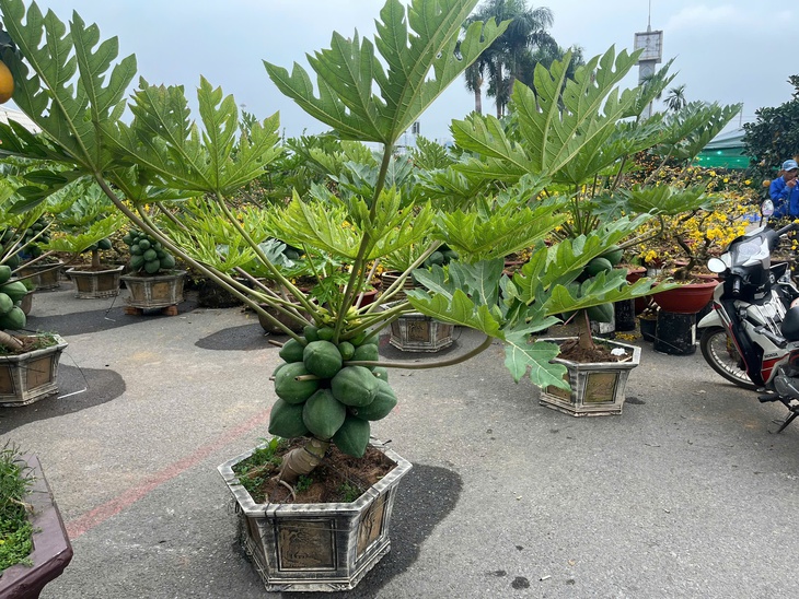 Đào quất xuống phố sớm, chợ Tết vẫn chưa đông- Ảnh 12.
