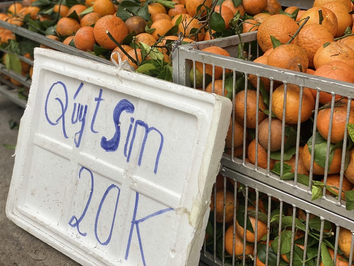 Quýt sim ‘xả’ đầy chợ, giá rẻ chỉ hơn chục nghìn đồng/kg dịp cận Tết Nguyên đán- Ảnh 1. Quýt sim ‘xả’ đầy chợ, giá rẻ chỉ hơn chục nghìn đồng/kg dịp cận Tết Nguyên đán- Ảnh 1.