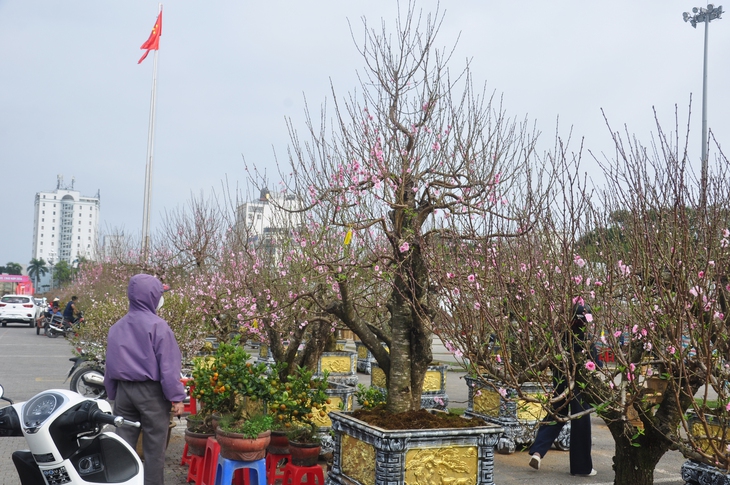 Sắc đào rừng, mai vàng nhuộm thắm Quảng trường Lam Sơn- Ảnh 5. Sắc đào rừng, mai vàng nhuộm thắm Quảng trường Lam Sơn- Ảnh 5.