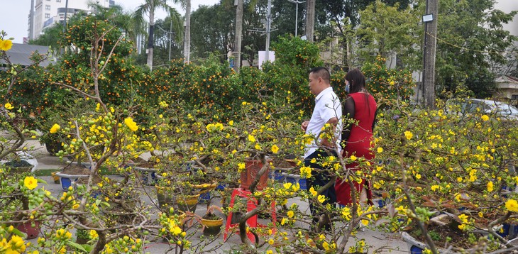 Sắc đào rừng, mai vàng nhuộm thắm Quảng trường Lam Sơn- Ảnh 1. Sắc đào rừng, mai vàng nhuộm thắm Quảng trường Lam Sơn- Ảnh 1.