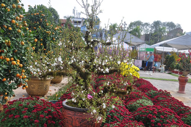 Sắc đào rừng, mai vàng nhuộm thắm Quảng trường Lam Sơn- Ảnh 6. Sắc đào rừng, mai vàng nhuộm thắm Quảng trường Lam Sơn- Ảnh 6.