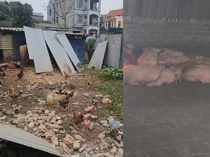 Hà Nội: Người dân xã Phù Đổng khổ vì mùi hôi từ chuồng lợn sát khu dân cư- Ảnh 6. Hà Nội: Người dân xã Phù Đổng khổ vì mùi hôi từ chuồng lợn sát khu dân cư- Ảnh 6.