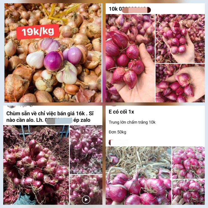 Giá hành củ giảm sâu, người dân đổ xô mua tích trữ: Bảo quản sao cho không bị hỏng?- Ảnh 1. Giá hành củ giảm sâu, người dân đổ xô mua tích trữ: Bảo quản sao cho không bị hỏng?- Ảnh 1.