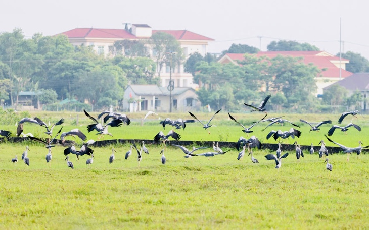 Ngắm những chú chim quý hiếm 'cực phẩm' ở vườn quốc gia vừa được công nhận- Ảnh 13.