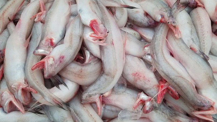 5 nhóm người không nên ăn cá khoai- Ảnh 1.