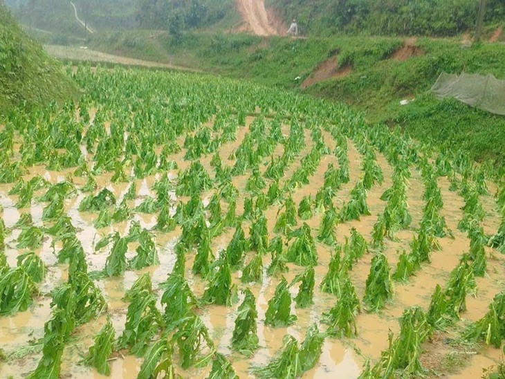 Mưa đá rào rào ở Cao Bằng- Ảnh 1. Mưa đá rào rào ở Cao Bằng- Ảnh 1.
