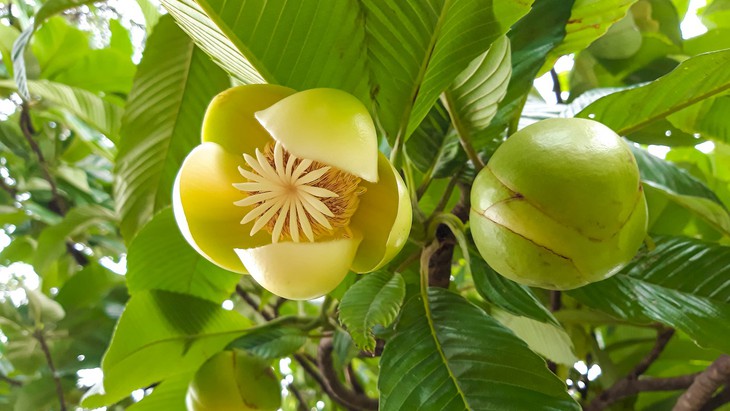 7 trái cây Việt Nam được 'bản đồ ẩm thực thế giới' lựa chọn, loại quả thứ 4 gây bất ngờ- Ảnh 4.
