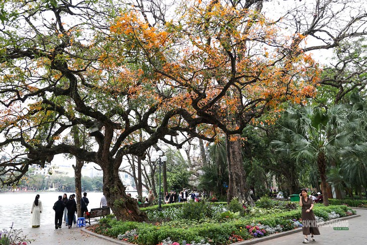 Tháng Ba, ngắm Hà Nội mùa cây thay lá- Ảnh 1.
