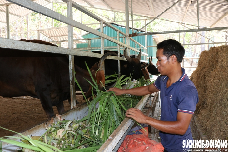 Đàn động vật quý hiếm lai ở Việt Nam được bồi dưỡng như thế nào để vượt qua nắng nóng?- Ảnh 1.