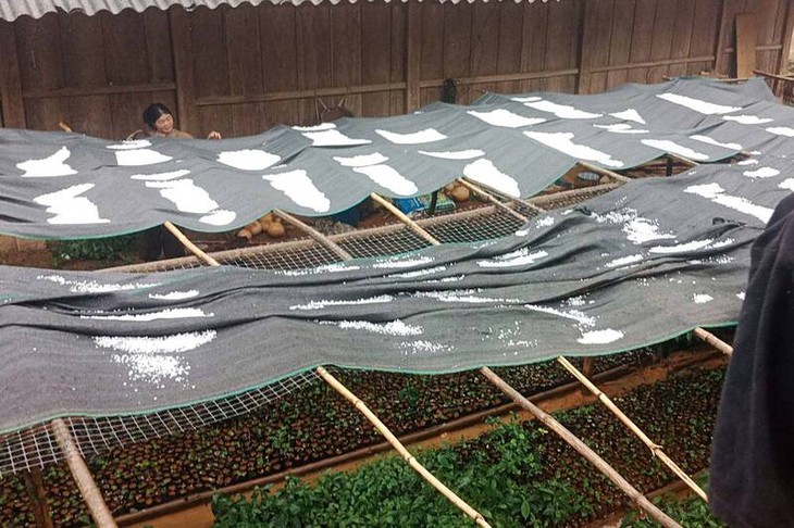 Mưa đá trắng xóa, dày đặc ở Sơn La làm hỏng hoa màu của người dân - Ảnh 2. Mưa đá trắng xóa, dày đặc ở Sơn La làm hỏng hoa màu của người dân - Ảnh 2.